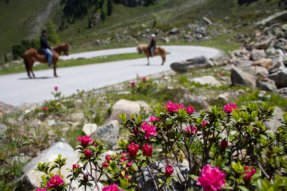 Besonders pittoresk: die blühenden Alpenrosen am Wegrand Ende Juni.
